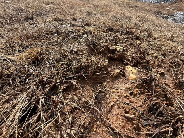 Eliminating Active Ant Colonies